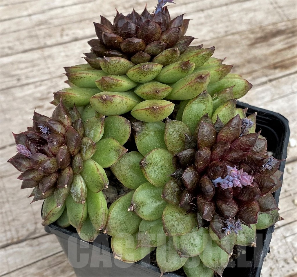 SH3336 Echeveria ‘Red Crystal’