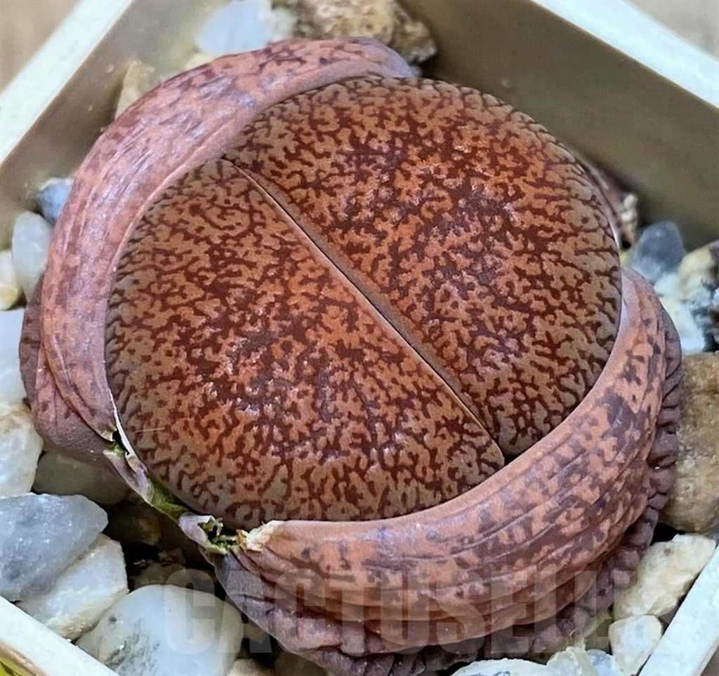 SH5081 Lithops lesliei f. Kimberley SH1624