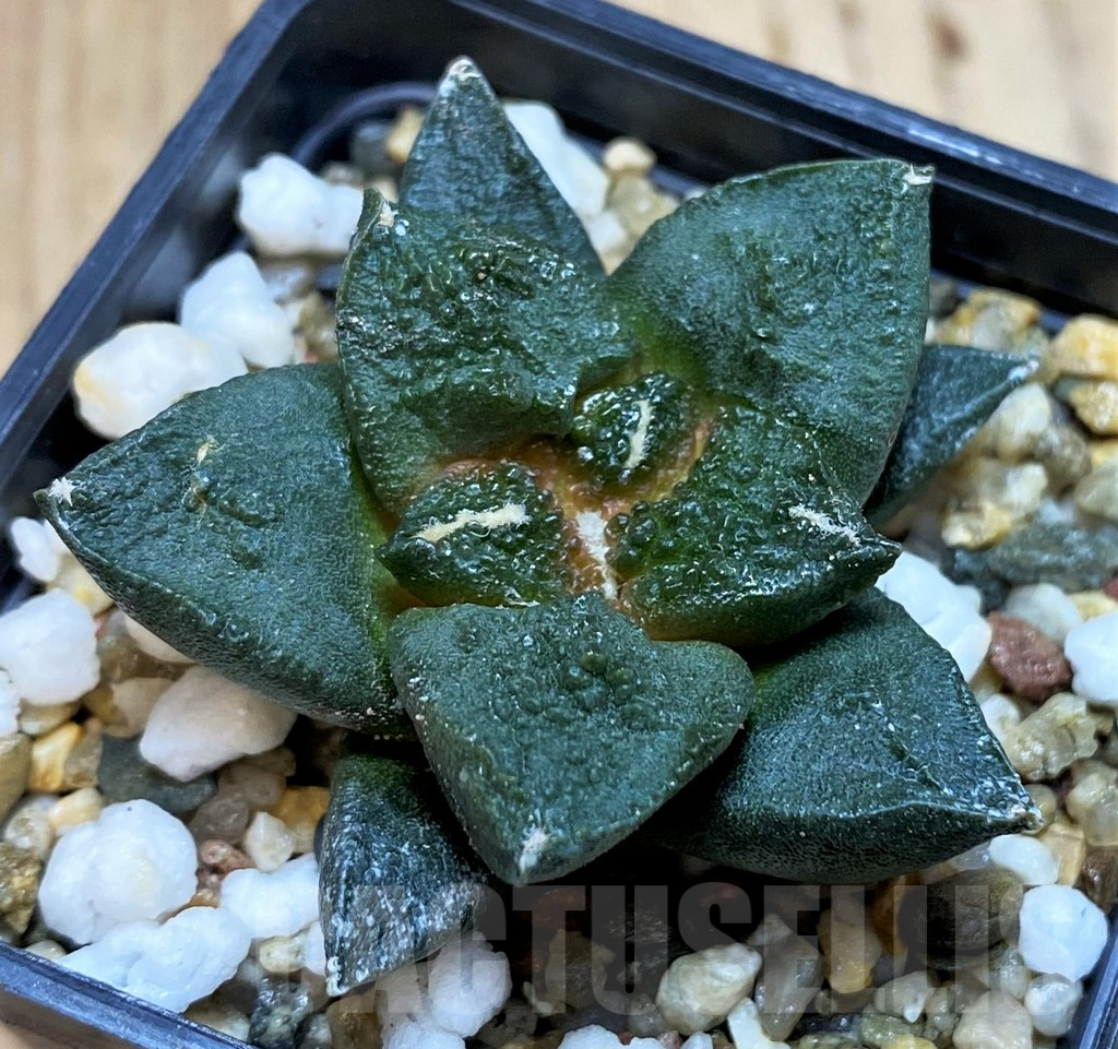 SH5134 Ariocarpus fissuratus 'Godzilla' hybrid, seedling - Image 2