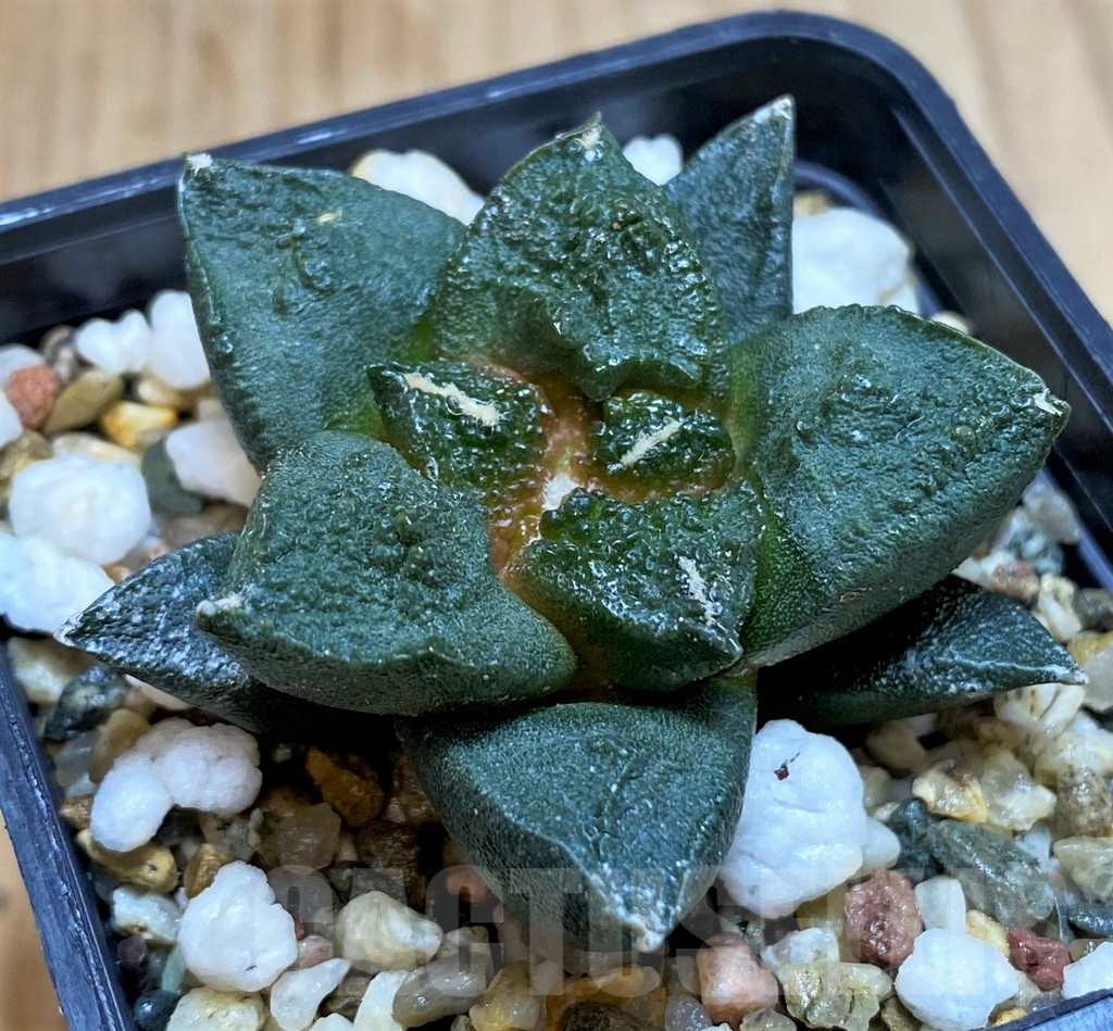 SH5134 Ariocarpus fissuratus 'Godzilla' hybrid, seedling