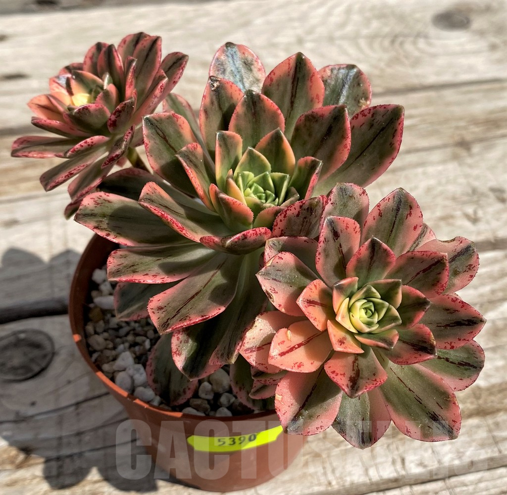 SH5390 Aeonium ‘Sweet Tea’ f. variegata