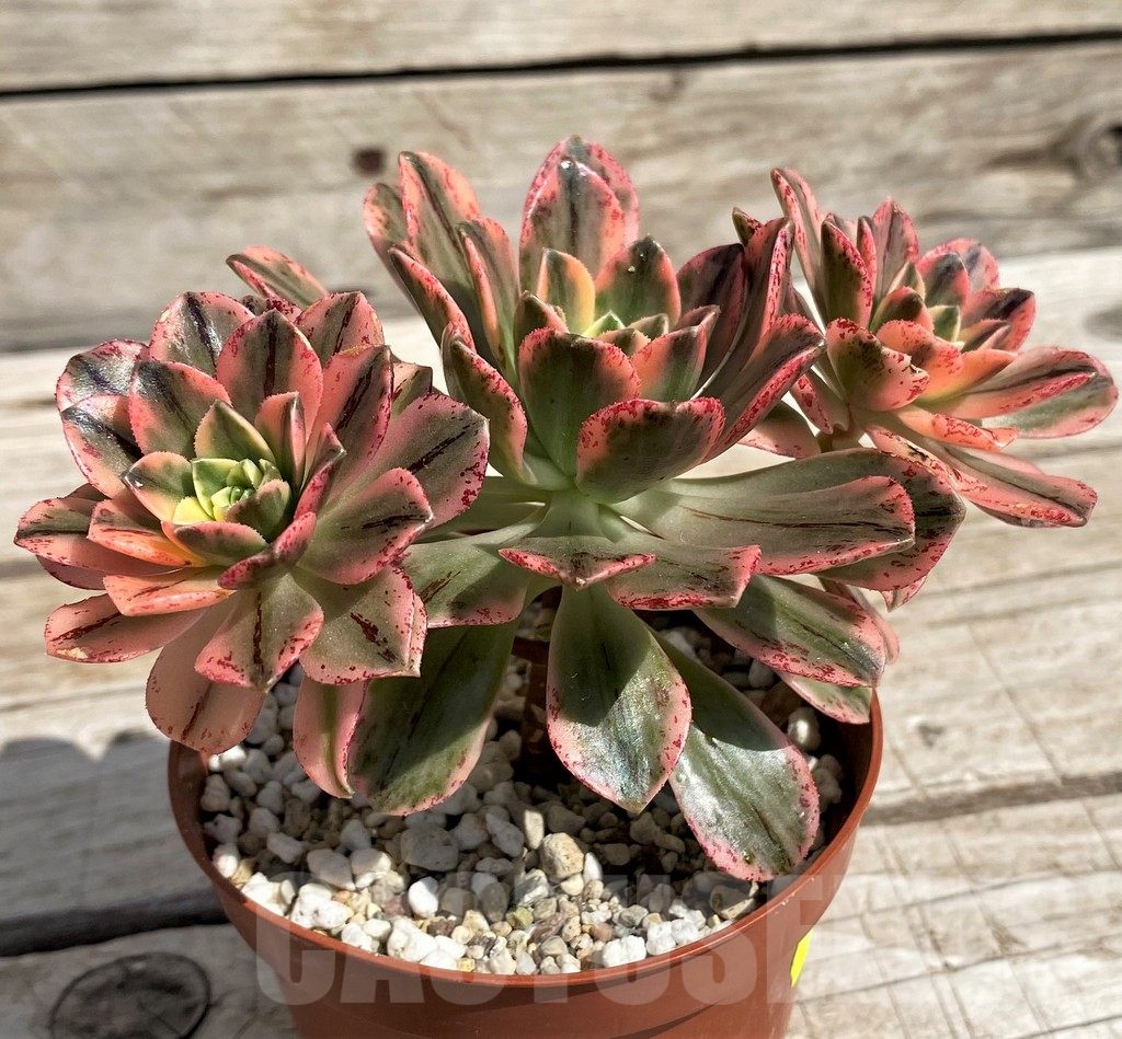SH5390 Aeonium ‘Sweet Tea’ f. variegata - Image 2