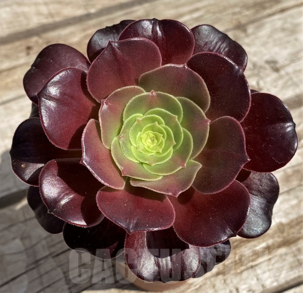 SH5392 Aeonium sp.