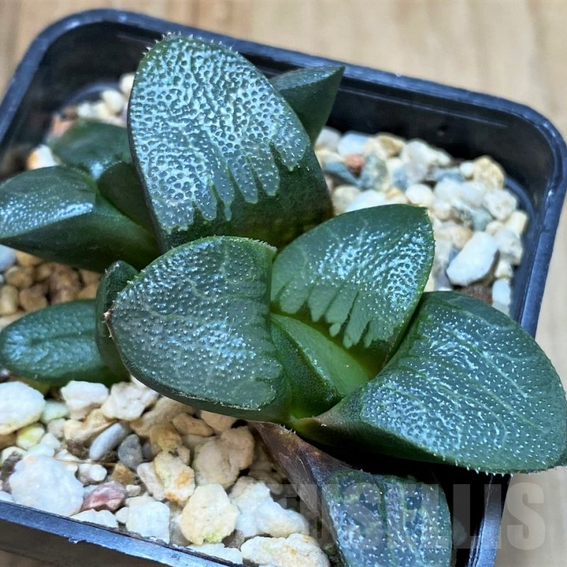 SH5357 Haworthia bayeri x springbokvlakensis