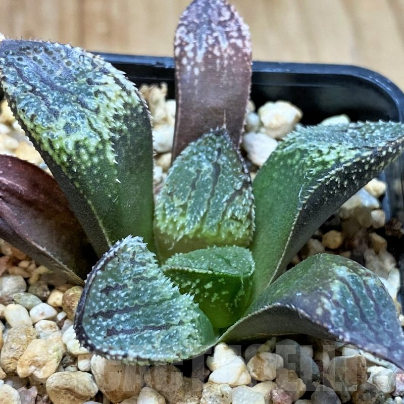 SH5359 Haworthia picta HPX-2 x 'Pink Lady'