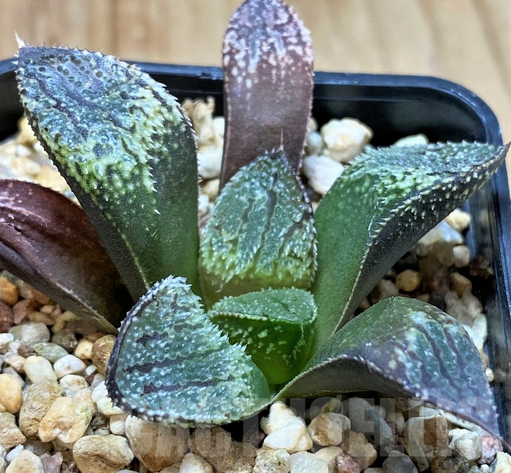 SH5359 Haworthia picta HPX-2 x 'Pink Lady'