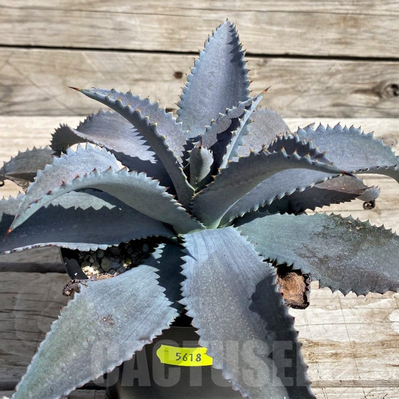 SH5618 Mangave 'Silver Fox'