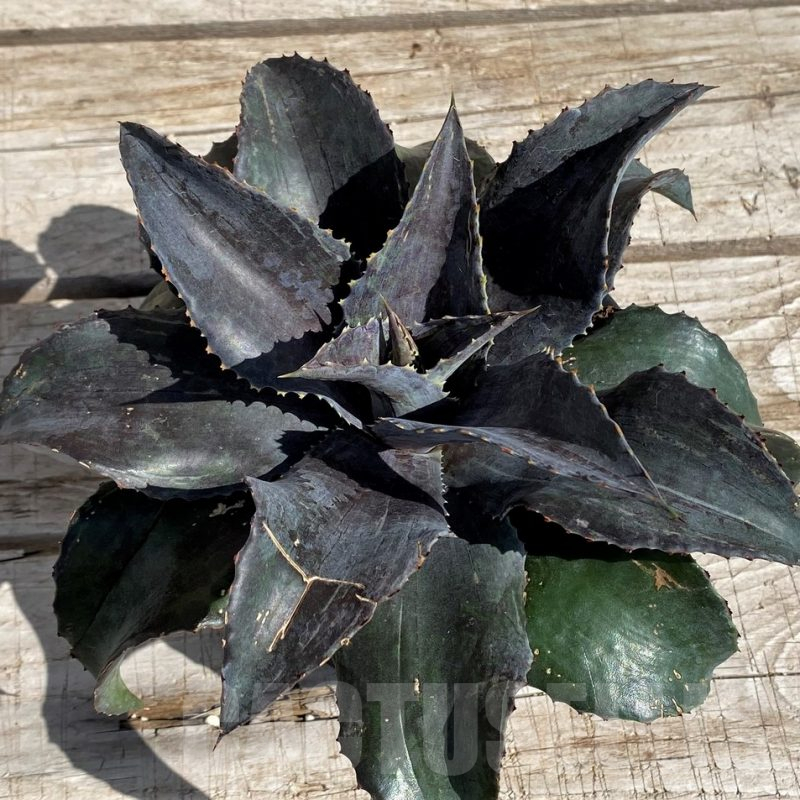 SH5619 Mangave 'Night Owl'