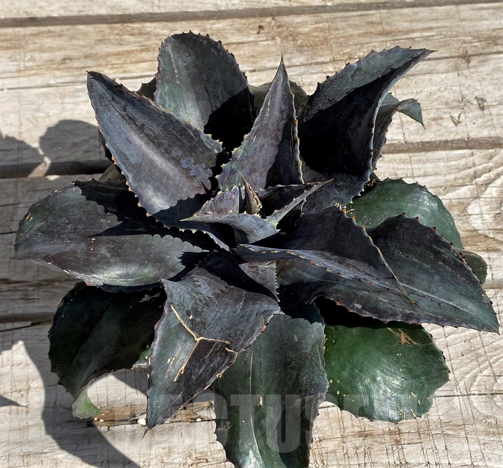 SH5619 Mangave 'Night Owl'