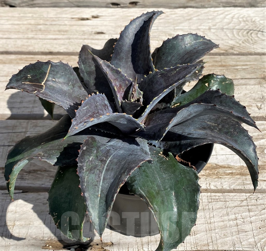 SH5619 Mangave 'Night Owl' - immagine 2