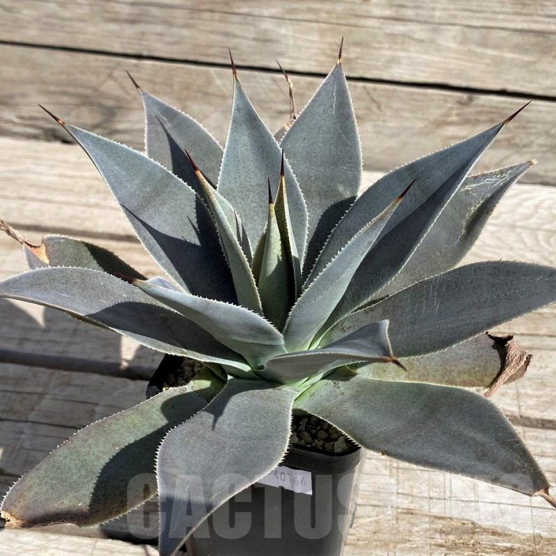 SH5621 Mangave 'Lavender Lady'