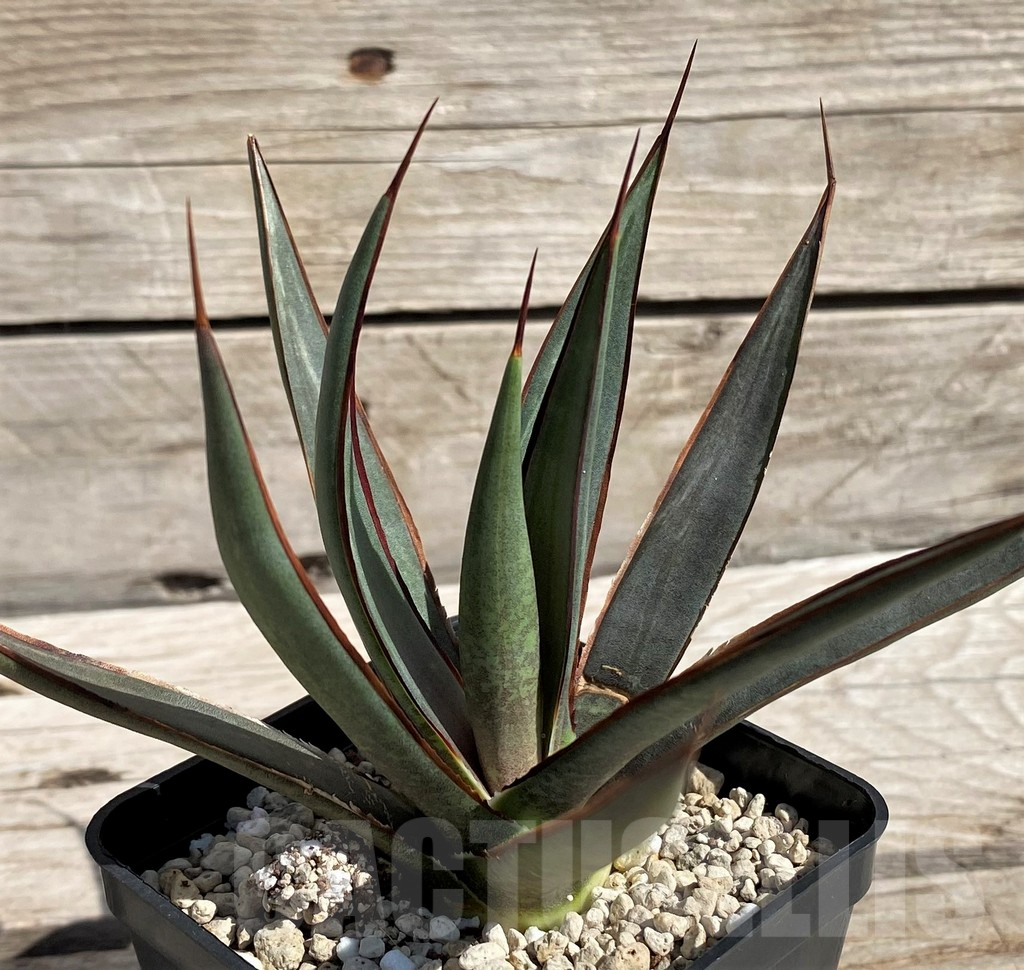 SH5622 Mangave 'Bloodspot' x Agave filifera - 画像 (3)