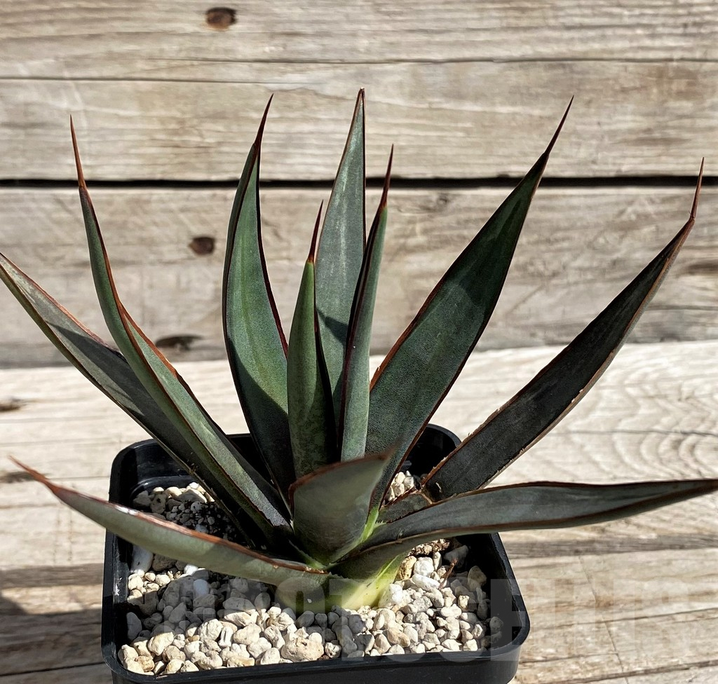 SH5622 Mangave 'Bloodspot' x Agave filifera - 画像 (2)