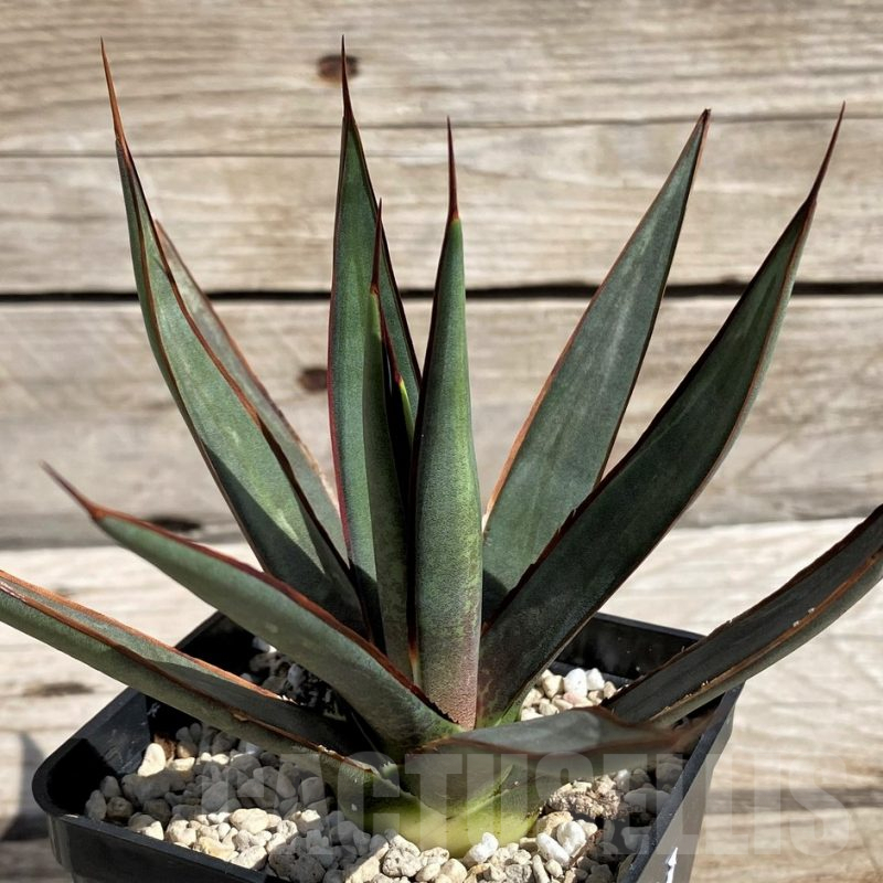 SH5622 Mangave 'Bloodspot' x Agave filifera