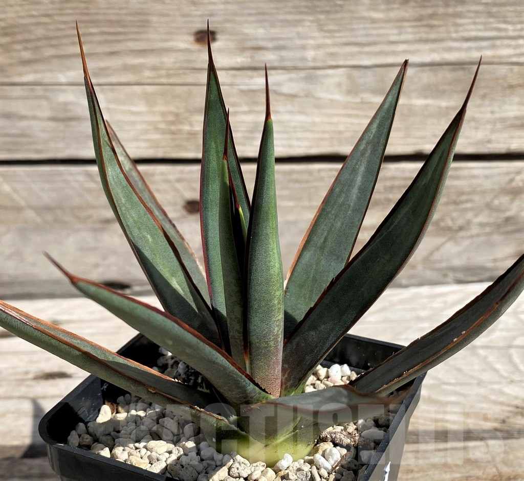 SH5622 Mangave 'Bloodspot' x Agave filifera