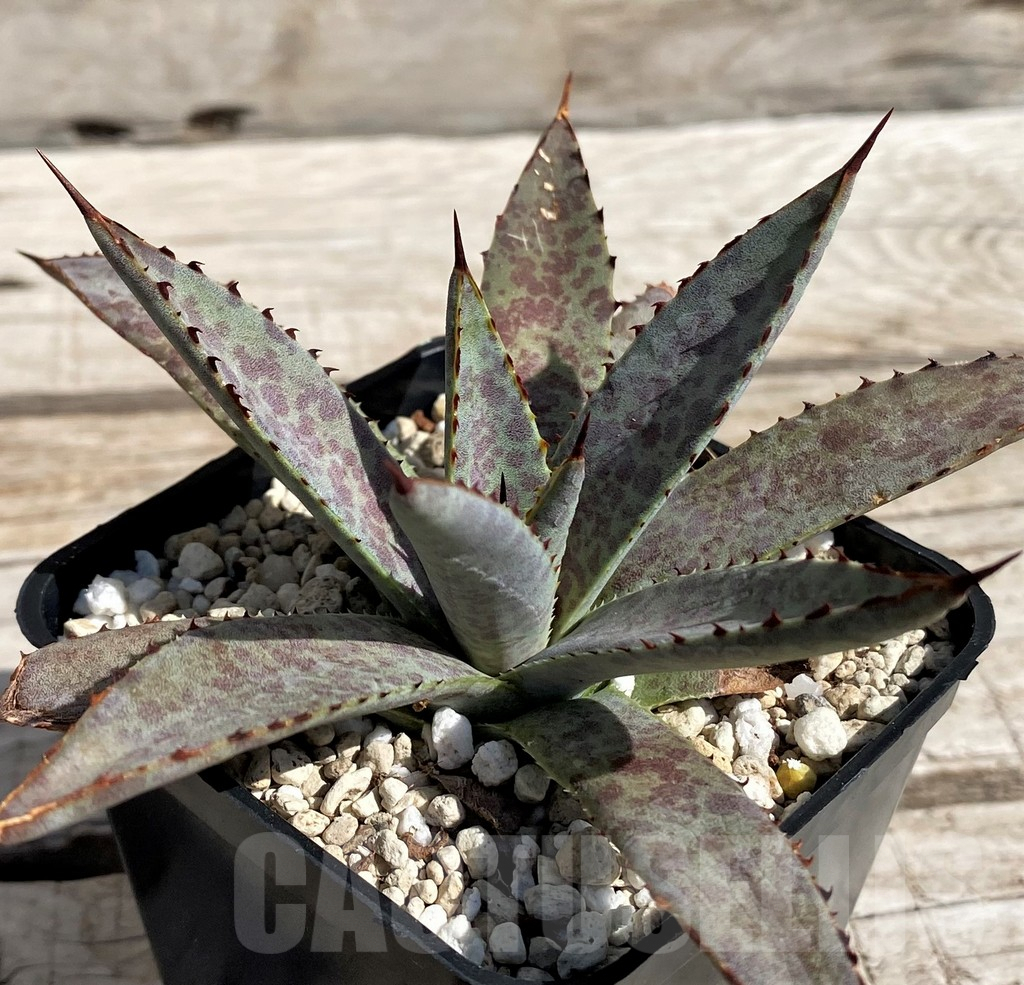 SH5624 Mangave ‘Bloodspot’