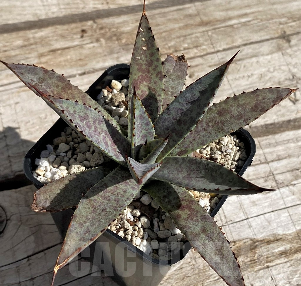 SH5624 Mangave ‘Bloodspot’ - immagine 2