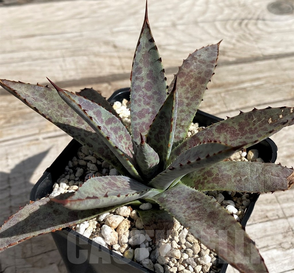 SH5624 Mangave ‘Bloodspot’ - immagine 3