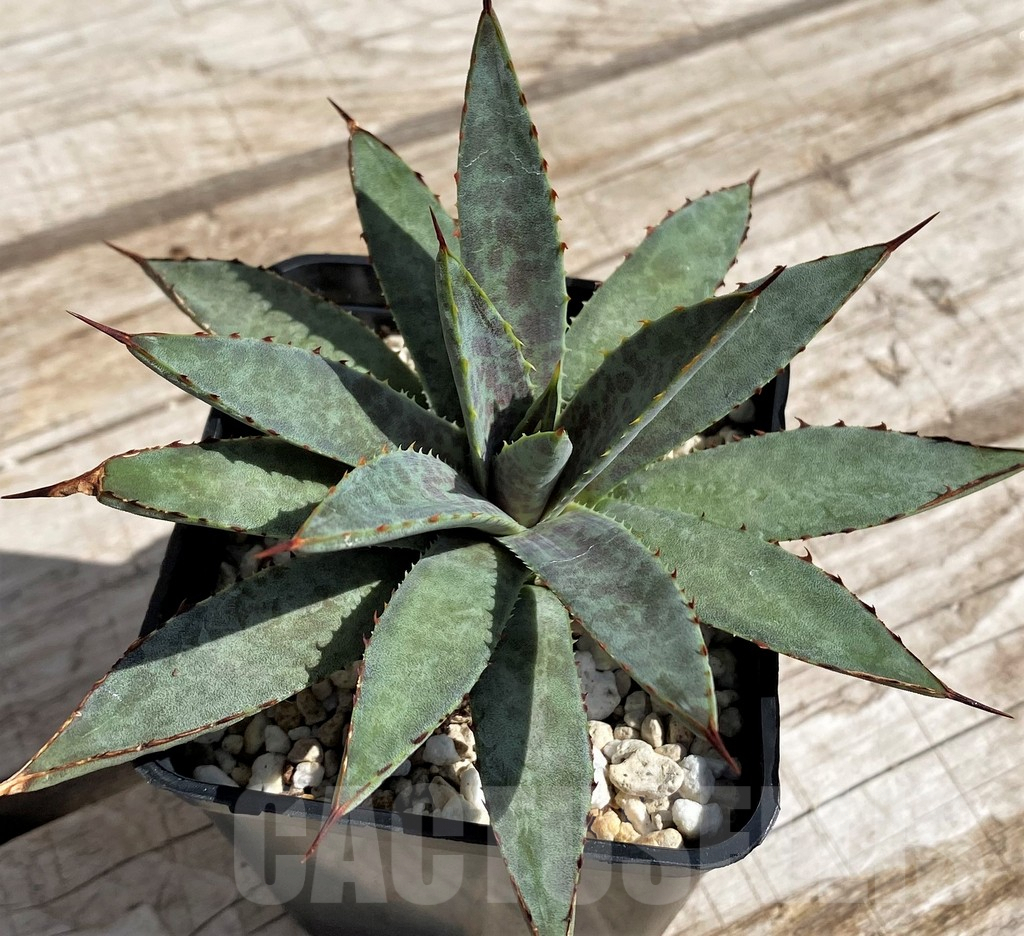 SH5625 Mangave ‘Bloodspot’