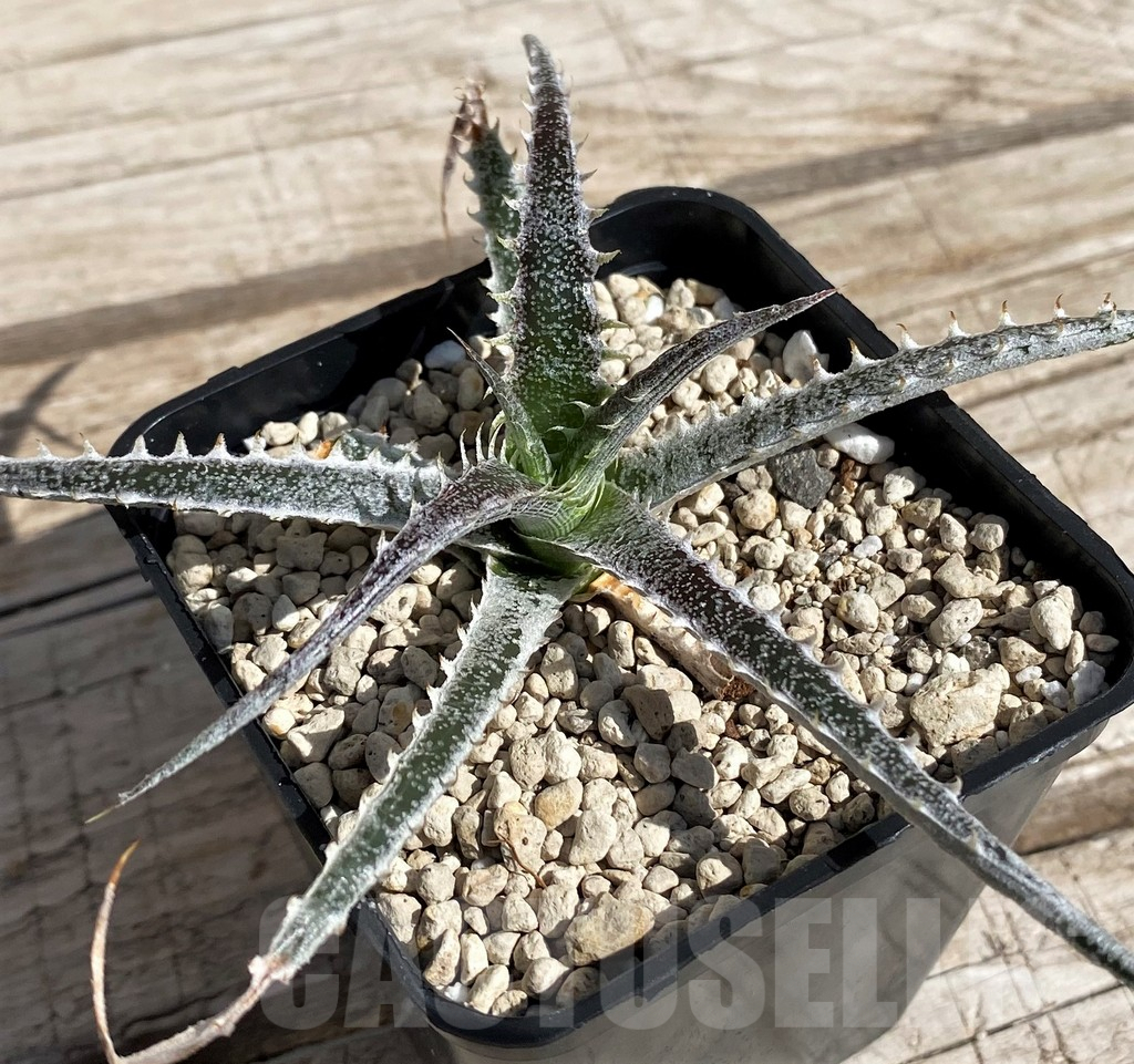 SH5630 Dyckia hybrid mix, seedling