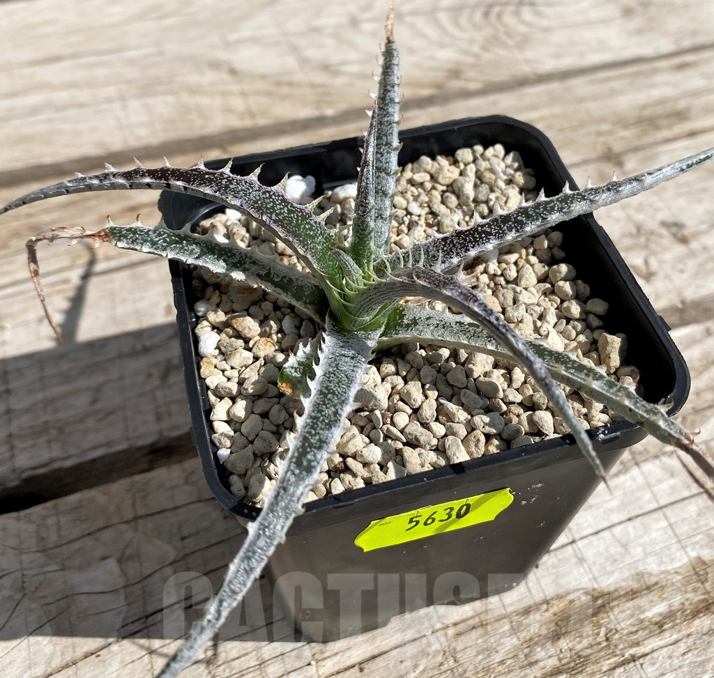 SH5630 Dyckia hybrid mix, seedling - Image 2