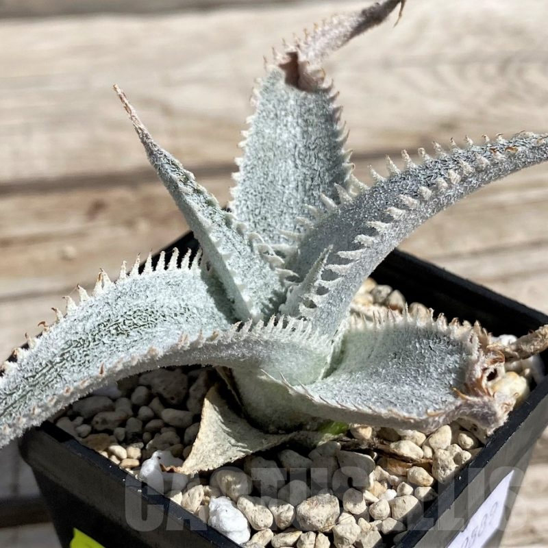 ディッキア エルカホン Dyckia El Cajon ⑵ Dyckia - Wikipedia