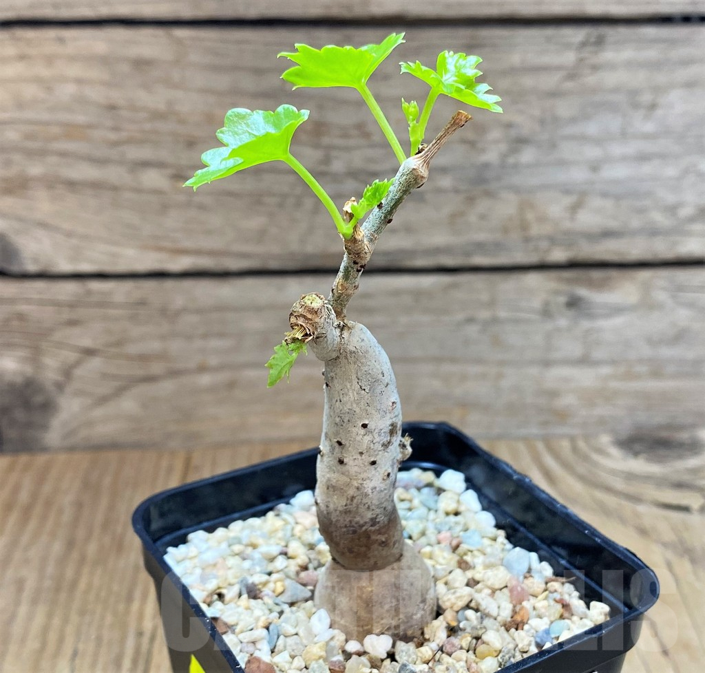 SH4544 Cissus trifoliata - Image 2