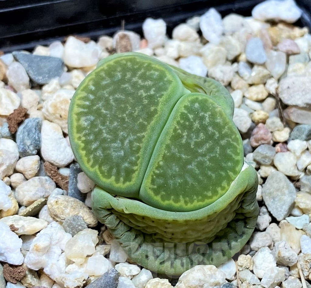 SH6972 Lithops hookeri 'Annarosa'