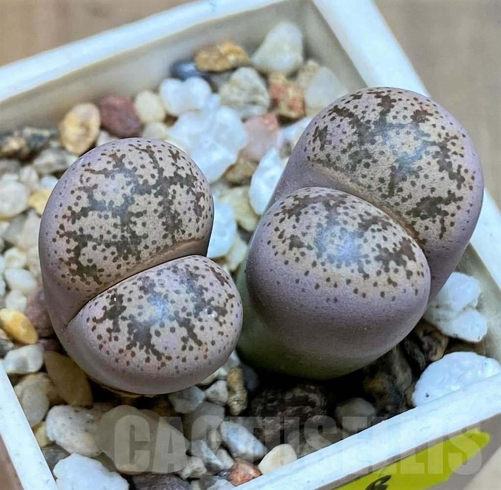 SH6988 Lithops coleorum