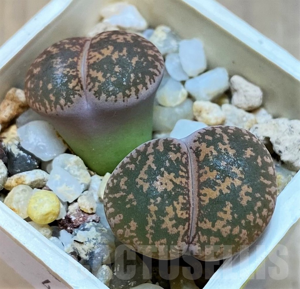 SH6989 Lithops lesliei SH1699