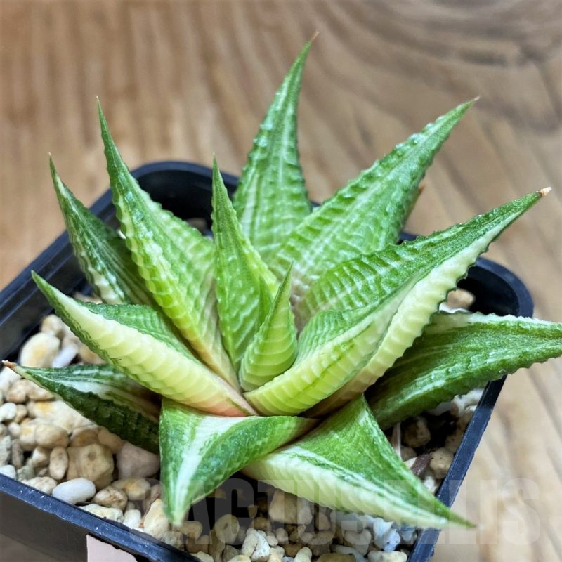 SH8050 Haworthia limifolia f. variegata