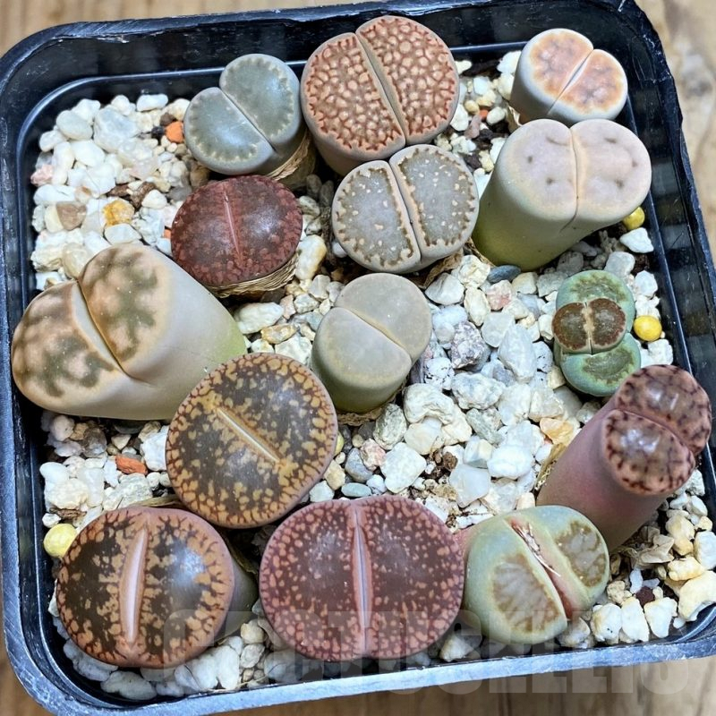 SH7267 Lithops mix