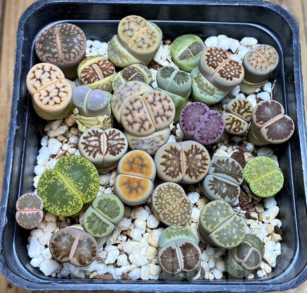SH7268 Lithops mix