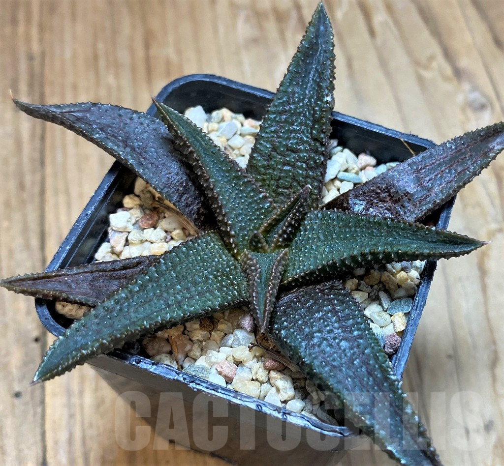 SHPR41198 Haworthia koelmaniorum - Image 2