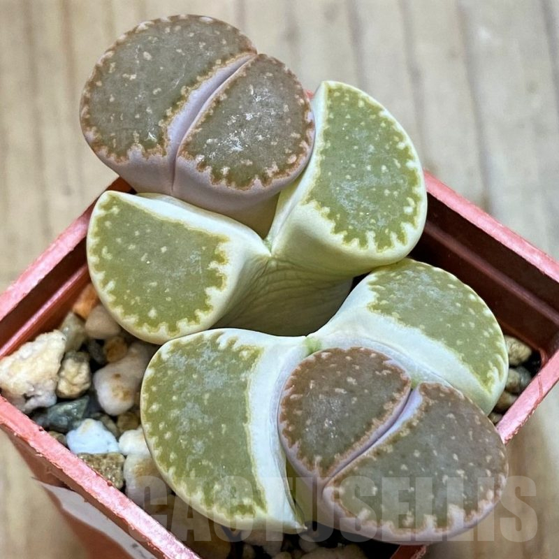 SH10709 Lithops julii v. fulleri