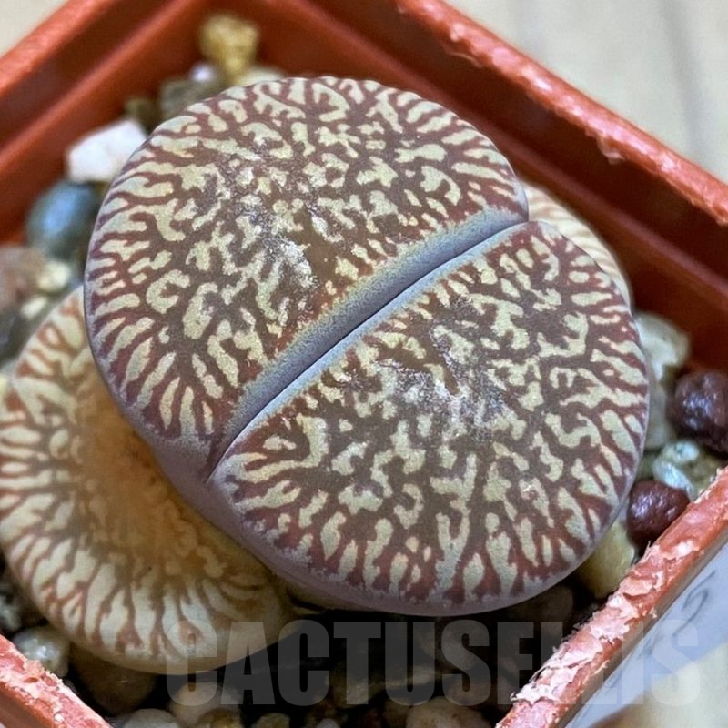 SH10715 Lithops aucampiae 'Red Danielskuil'