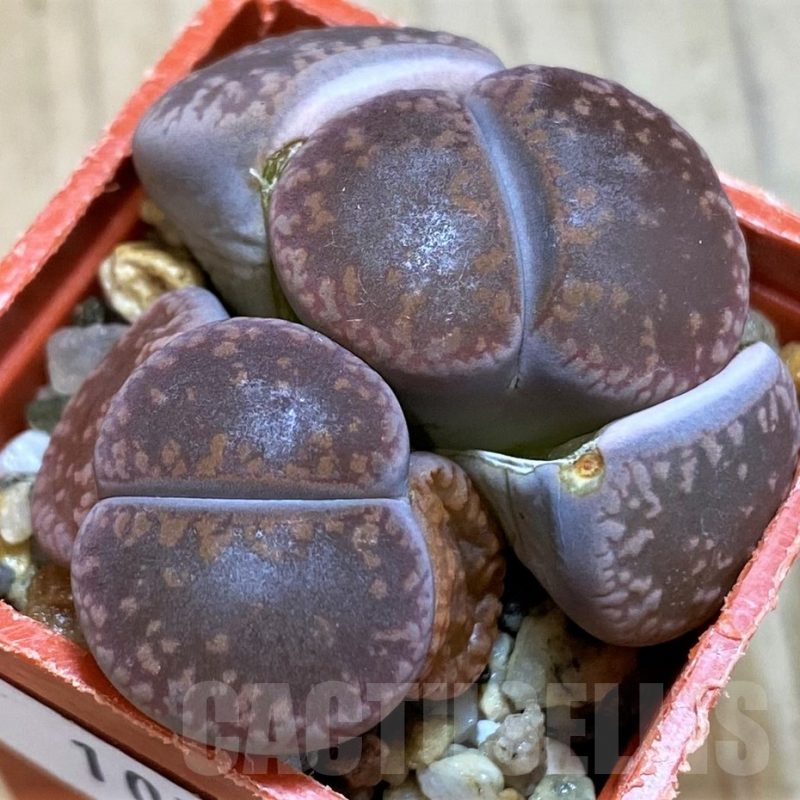 SH10721 Lithops aucampiae