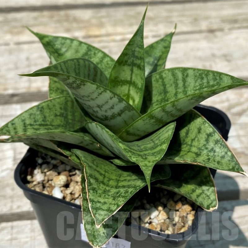 SH10828 Sansevieria 'Frozen Rose'