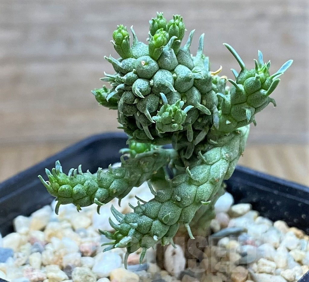 SHPR39780 Euphorbia inermis