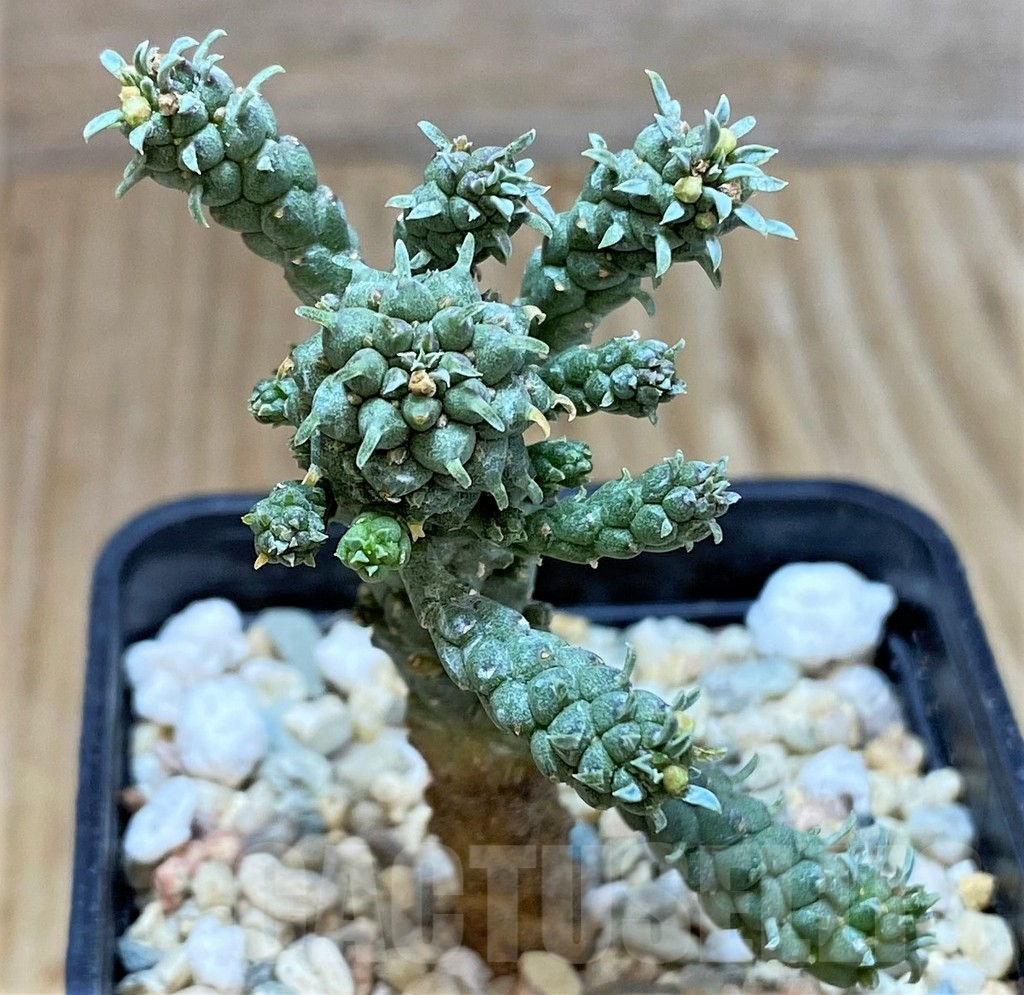 SHPR39781 Euphorbia inermis - Зображення 2