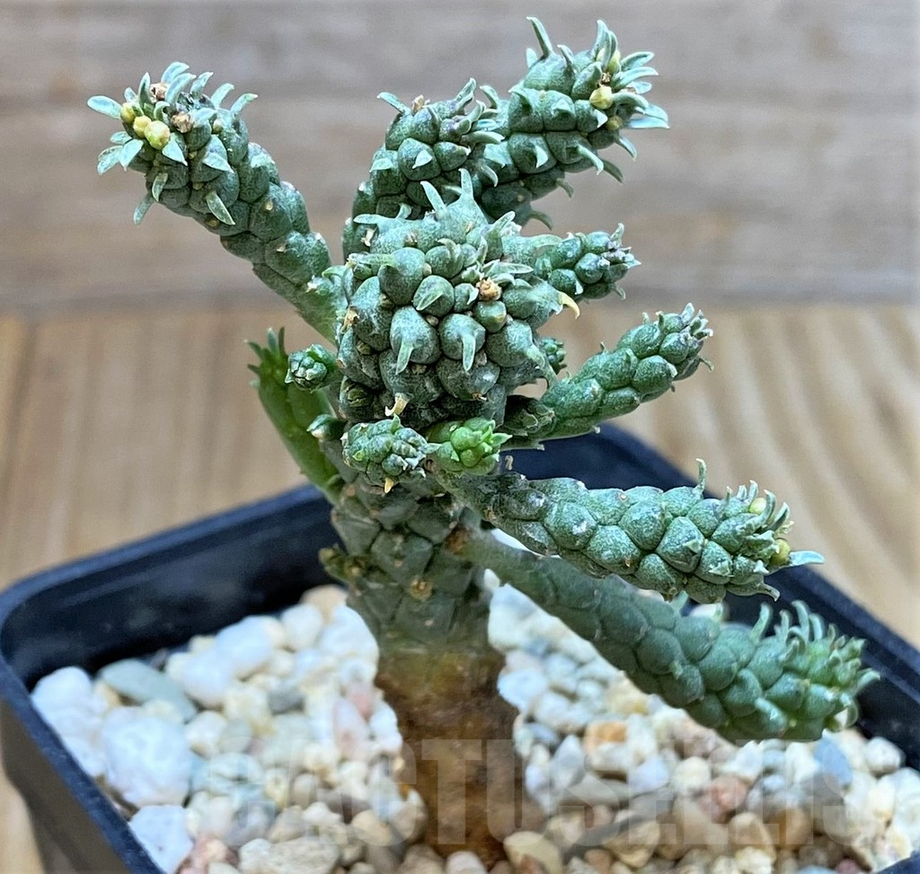 SHPR39781 Euphorbia inermis