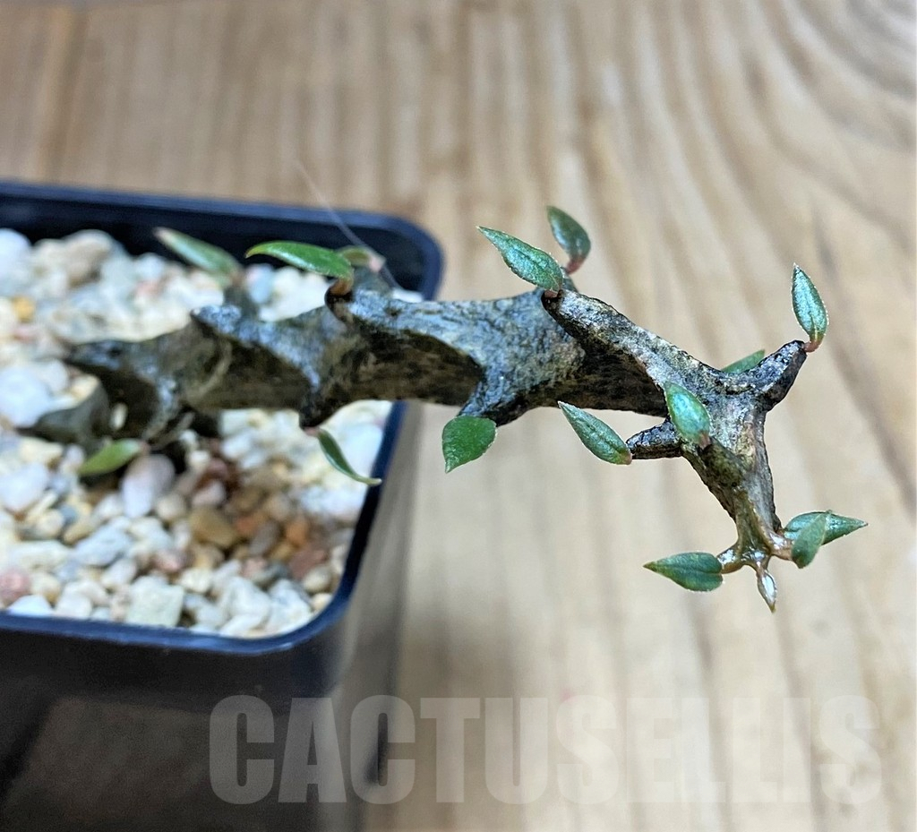 SHPR39782 Ceropegia bosseri