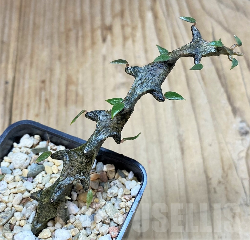 SHPR39782 Ceropegia bosseri - Image 2