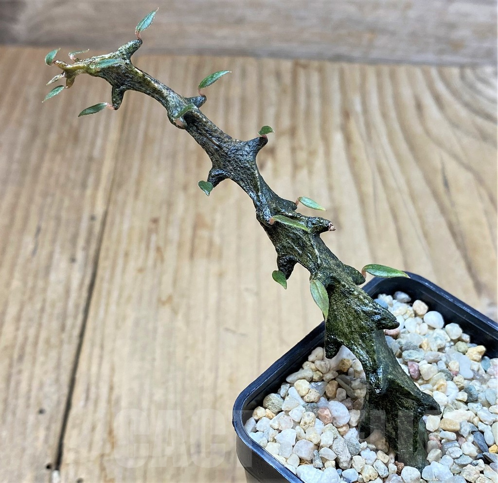 SHPR39783 Ceropegia bosseri - Image 2