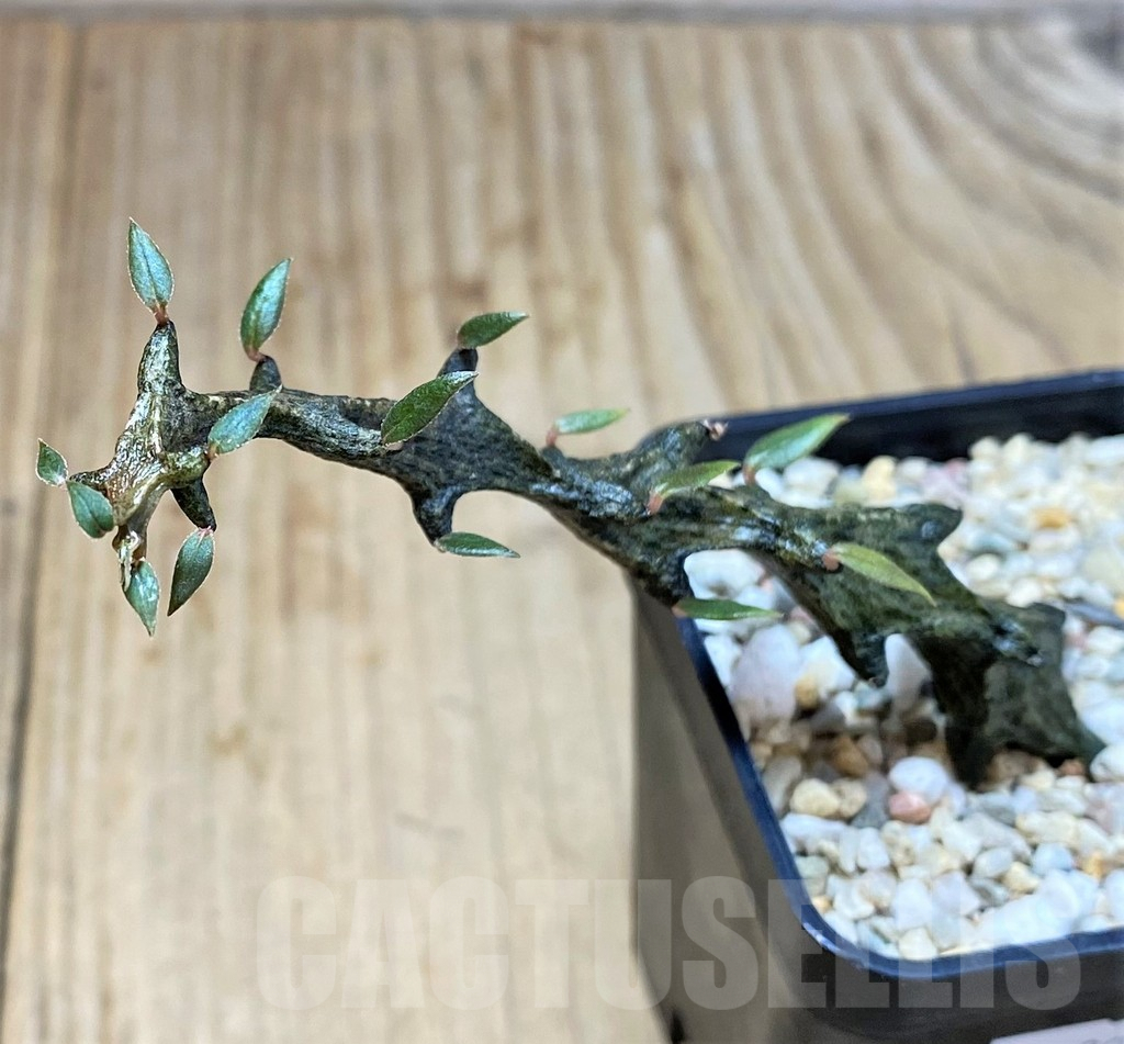 SHPR39783 Ceropegia bosseri