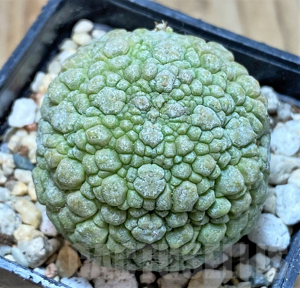 SHPR39784 Pseudolithos migiurtinus