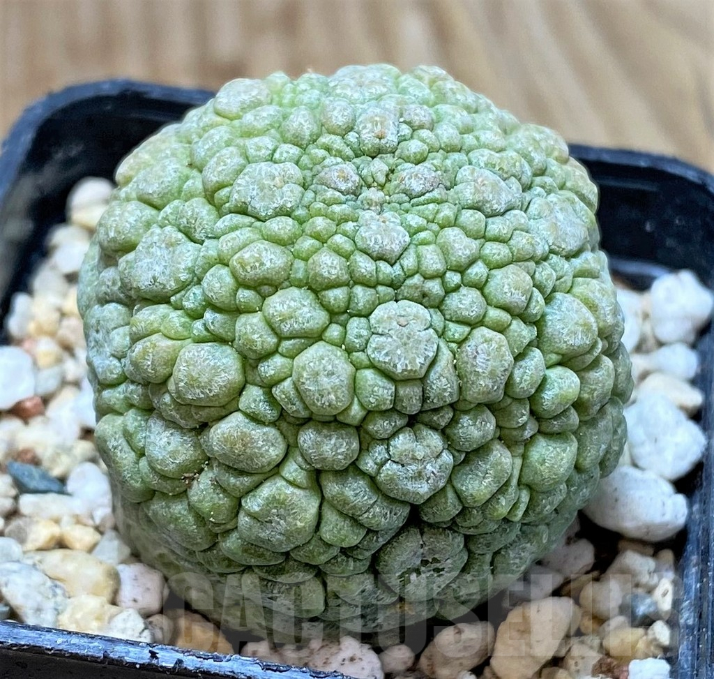 SHPR39784 Pseudolithos migiurtinus - Obrázek 2