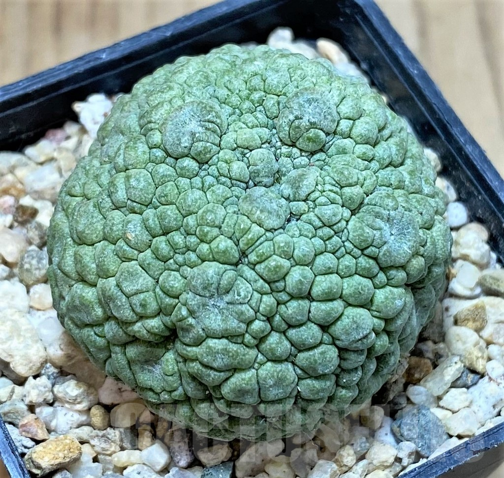 SHPR39785 Pseudolithos migiurtinus