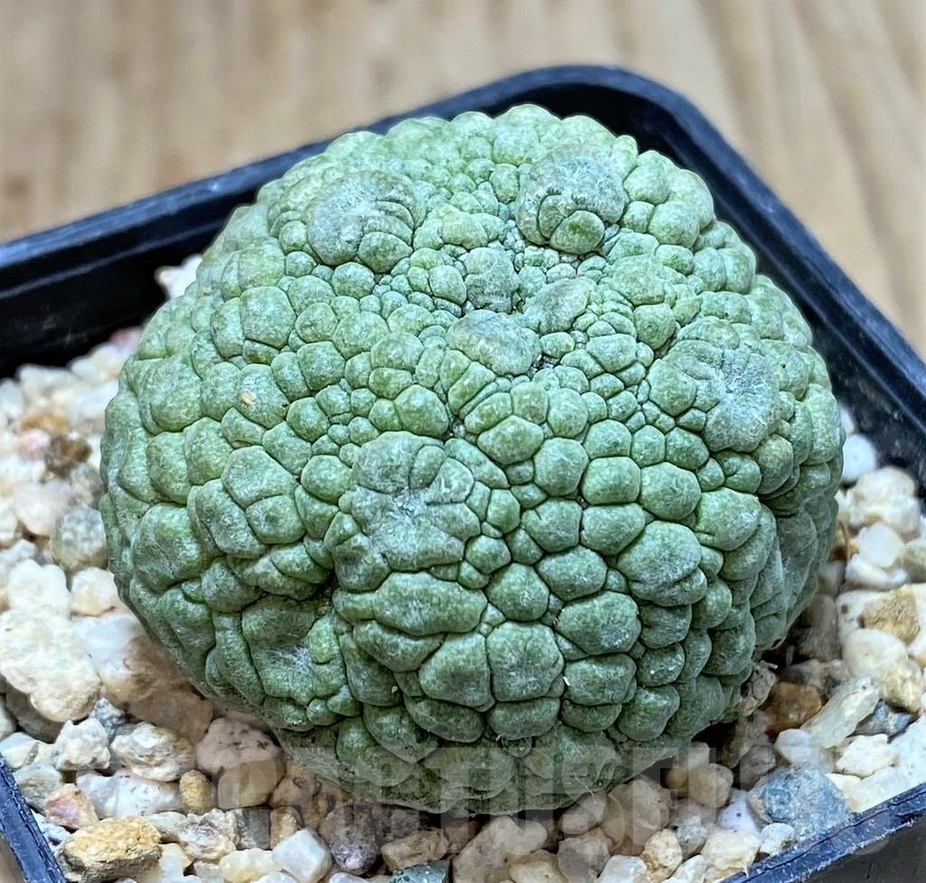SHPR39785 Pseudolithos migiurtinus - Obrázek 2