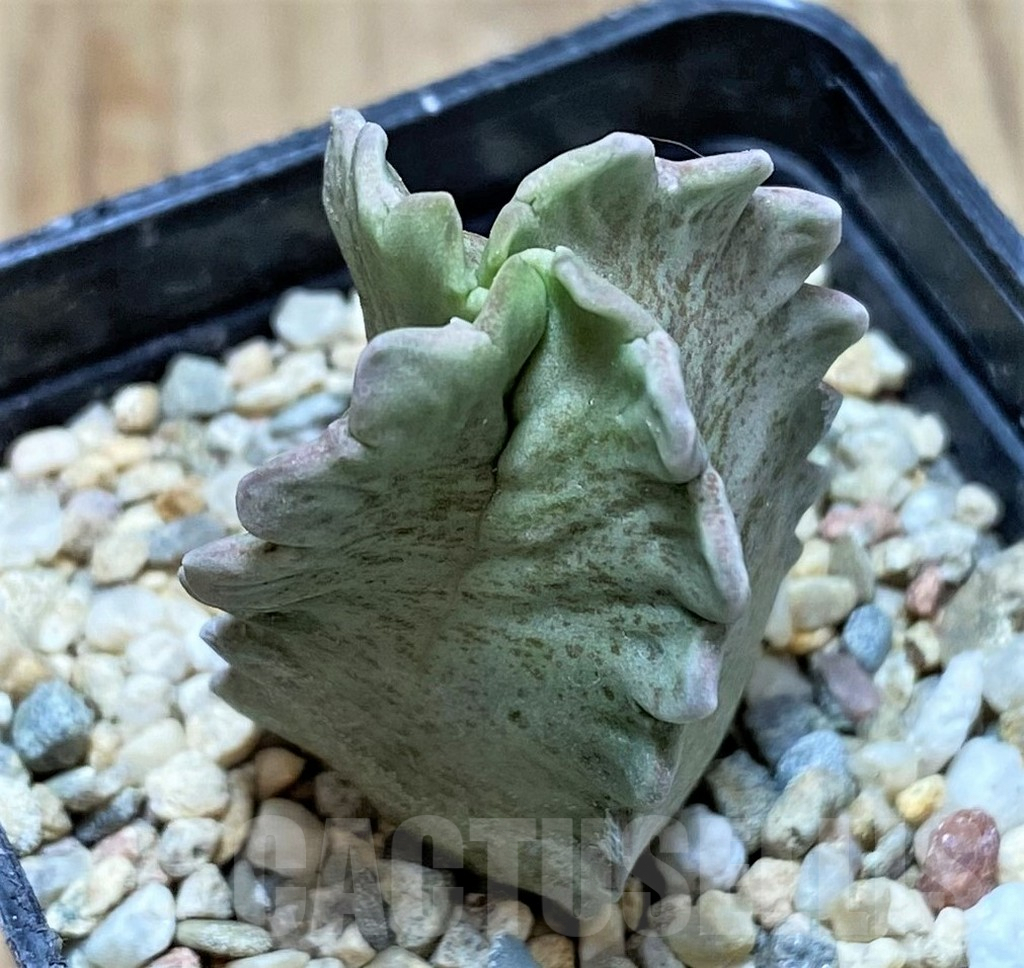 SHPR39786 Whitesloanea crassa - Obrázek 2